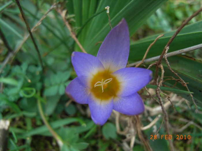 Romulea bulbocodium